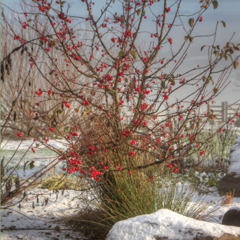 Caring For Our Countryside: Helping Wildlife Through Autumn and Into Winter