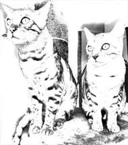 Photo Converted to Line Drawing