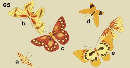 Full Colour images of Butterflies