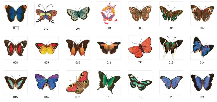 Full colour images of butterflies