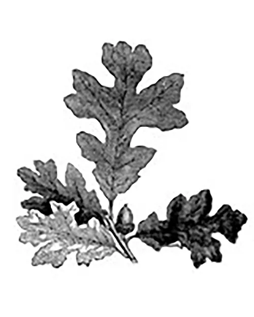 Leave and Trees Images