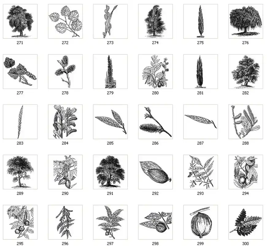 Images of trees and leaves, poplar, weeping willow