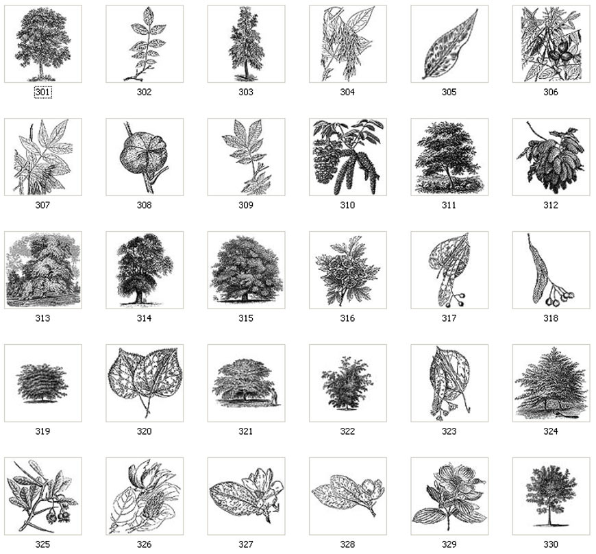 Images of various trees and leaves