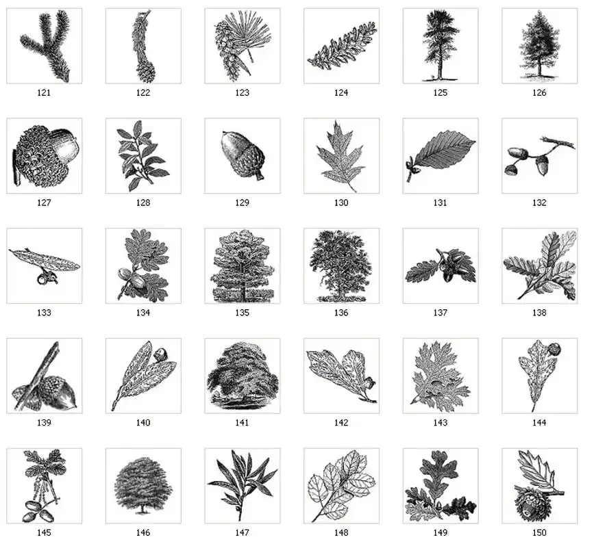A selection of images of trees and leaves, oak, acorn