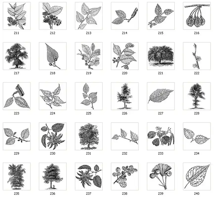A sleection of images of trees and leaves, gingko, willow