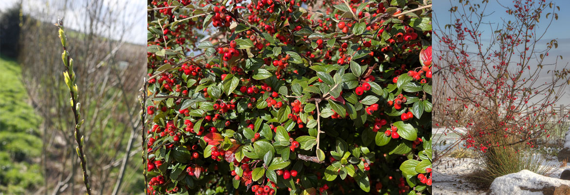 Plant winter shrubs which help to provide shelter and food sources for animals in winter. 