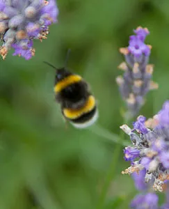 Bumble Bee on Lavender Bush Bumble Bee on Lavender Bush