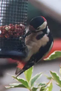 Woodpecker helping itself to peanuts Woodpecker helping itself to peanuts