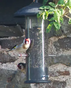 Goldfinch feeding off the niger seeds Goldfinch feeding off the niger seeds
