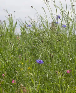 Wild flower meadows Wild flower meadows
