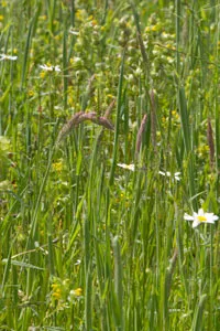 Yellow rattle in wild flower meadow Yellow rattle in wild flower meadow