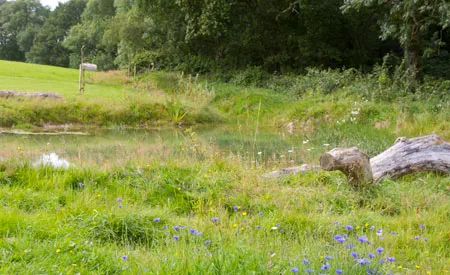 Pond for wildlife Pond for wildlife