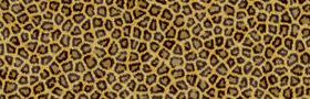 Small Leopard