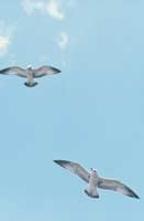 Pair of Flying Sea Birds
