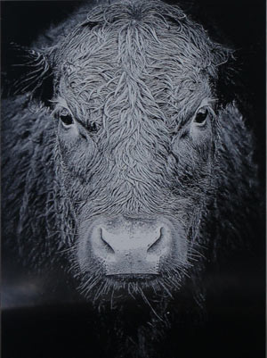 Cow etching in black aluminium